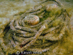 my dive mate told me l was wasting my time taking my came... by Kevin Wise 